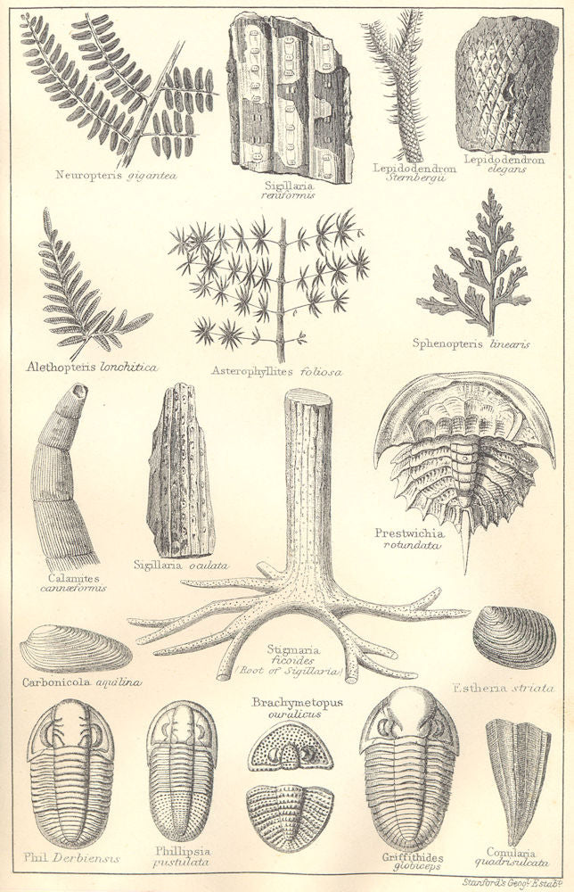 BRITISH FOSSILS. Carboniferous. STANFORD 1880 old antique print picture